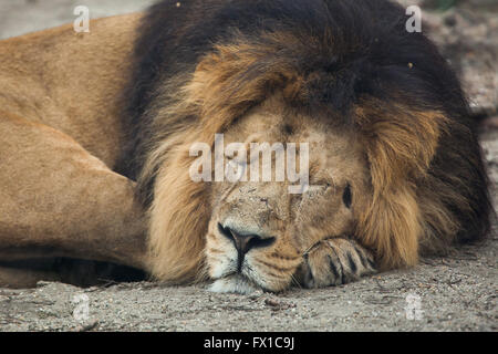 Male Asiatic lion (Panthera leo persica), also known as the Indian lion at Budapest Zoo in Budapest, Hungary. Stock Photo