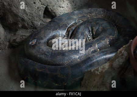 Burmese python (Python bivittatus) at Budapest Zoo in Budapest, Hungary. Stock Photo