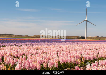 A typical dutch springtime scene, hyacinths growing in a field with a windmill producing electricity in the background Stock Photo