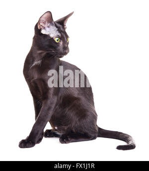 black oriental shorthair cat portrait, isolated on white background Stock Photo