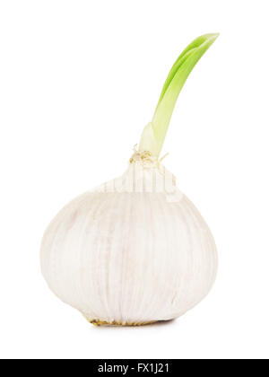 sprouting chinese solo garlic, isolated on white background Stock Photo