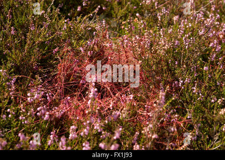 Common Dodder growing on heather Stock Photo