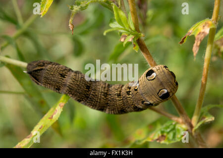 Elephant hawkmoth caterpillar showing defensive eye spots Stock Photo