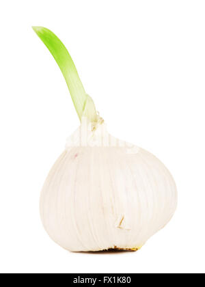 sprouting chinese solo garlic, isolated on white background Stock Photo