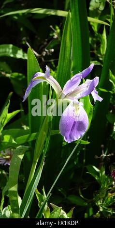 Southern blue flag iris, Iris virginica growing in a swampy area in Florida Stock Photo