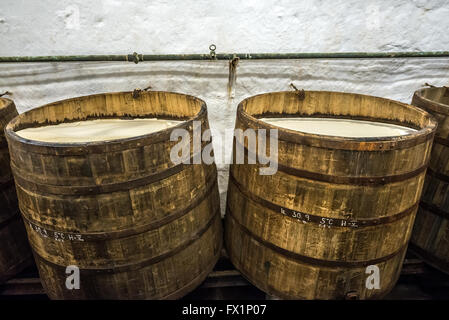 Wooden open fermentation barrels in the historical cellars of Pilsner Urquell Brewery in Pilsen city, Czech Republic Stock Photo