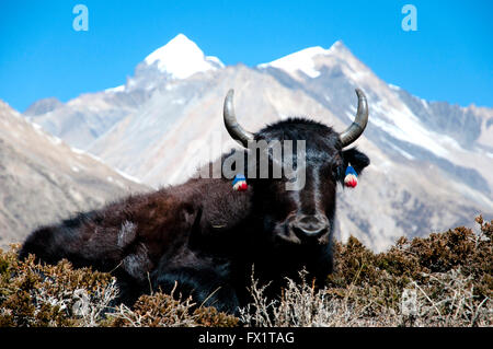 Yak - Nepal Stock Photo