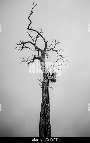 Black and White Alone Dead Tree Stock Photo