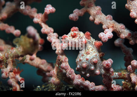 Bargibant’s Pygmy Seahorse (Hippocampus Bargibanti) in a Fan Coral. Dampier Strait, Raja Ampat, Indonesia Stock Photo