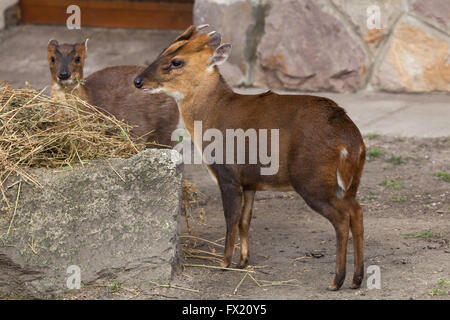 Chinese muntjac (Muntiacus reevesi), also known as the Reeves's muntjac at Budapest Zoo in Budapest, Hungary. Stock Photo