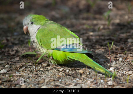 Monk parakeet (Myiopsitta monachus), also known as the quaker parrot at Budapest Zoo in Budapest, Hungary. Stock Photo