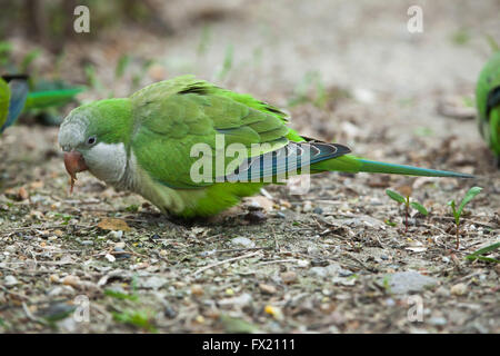 Monk parakeet (Myiopsitta monachus), also known as the quaker parrot at Budapest Zoo in Budapest, Hungary. Stock Photo