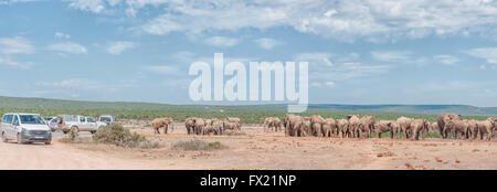 ADDO ELEPHANT NATIONAL PARK, SOUTH AFRICA - FEBRUARY 24, 2016: Unidentified tourists in vehicles viewing a large herd elephants Stock Photo