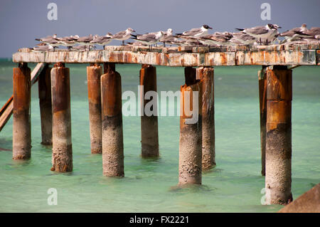 Seagulls sitting on ruins of port Cayo Blanco, Cuba Stock Photo