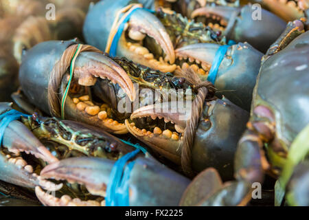 Sea-crabs tied with plastic-ropes on tray for cooking. Selective focus. Stock Photo