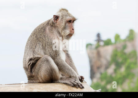 Monkey (Macaca fascicularis) near Pura Ulawatu temple near Ubud, Bali Indonesia. Stock Photo