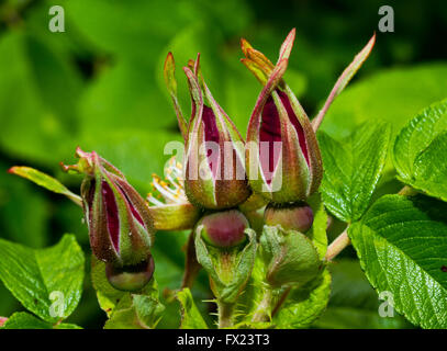 Flowers in the garden of Emil Nolde in Seebuell Stock Photo