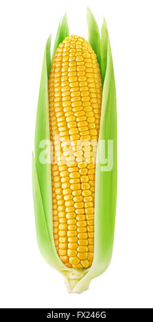 One corn with leaves isolated on white background with clipping path Stock Photo