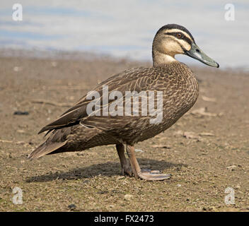 Stunning portrait of Australian black duck Anas superciliosa with drops of water on feathers beside blue water of wetlands Stock Photo