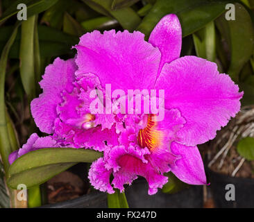 Spectacular large vivid magenta pink / purple perfumed flower of cattleya orchid with  frilly edged to petals on dark background Stock Photo