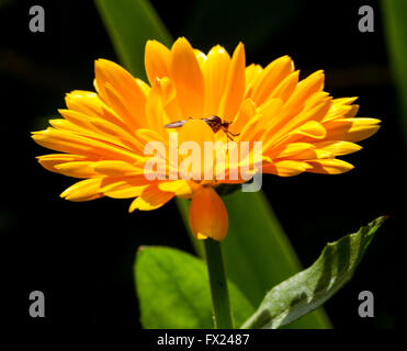 Flowers in the garden of Emil Nolde in Seebuell Stock Photo