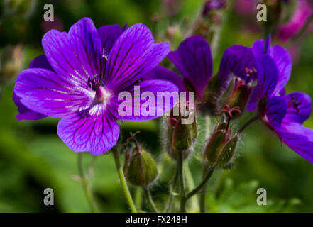 Flowers in the garden of Emil Nolde in Seebuell Stock Photo