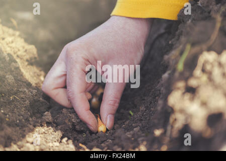 Woman seeding onions in organic vegetable garden, close up of hand planting seeds in arable soil. Stock Photo