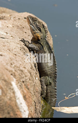 Australian eastern water dragon lizard Physignathus lesueurii on vertical edge of rock as it emerges from water of wetlands Stock Photo