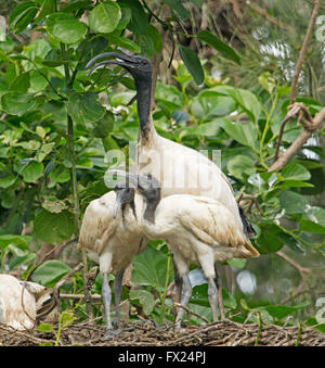 Australian white ibis Threskiornis molucca on stick nest with two large chicks against background of emerald green foliage Stock Photo