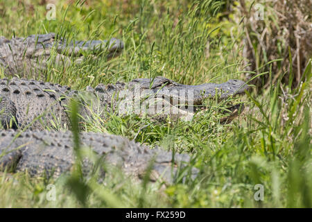 American alligators wait in tall grass for prey near a waterway in the Donnelley Wildlife Management Area April 9, 2015 in Green Pond, South Carolina. The preservation is part of the larger ACE Basin nature refugee, one of the largest undeveloped estuaries along the Atlantic Coast of the United States. Stock Photo