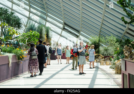 Singapore ,April 4 -2016 Unidentified of tourist  see forrest and  plant in environment dome  Garden by the Bay famous place Stock Photo