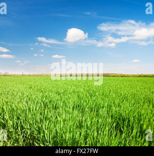 field of green rye and blue cloudy sky Stock Photo - Alamy