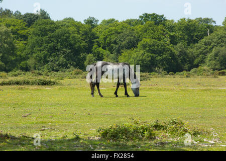 Grey pony The New Forest Hampshire England UK Stock Photo