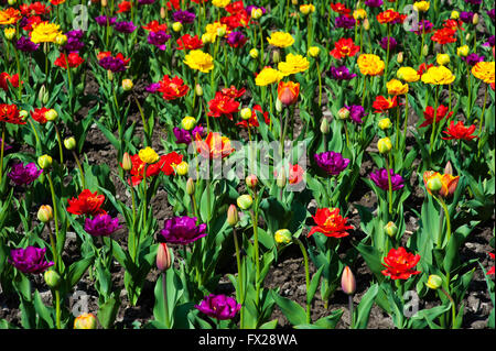 great amount of red  tulips.  tulips in  typical  landscape Stock Photo