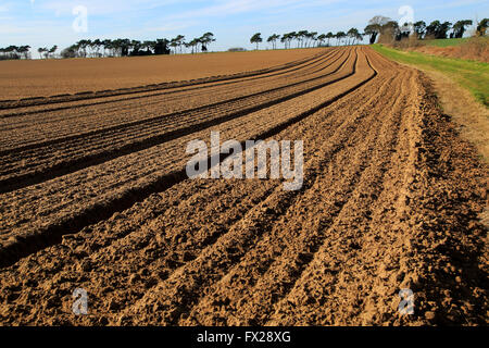 Lines in field brown soil ready for cultivation, Shottisham,  Suffolk, England, UK Stock Photo