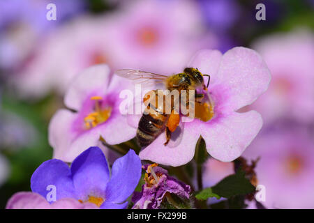 Bee pollinating pink flower, Close-up