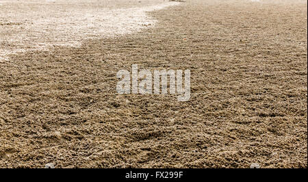 Sand pellets made by sand bubbler crabs blankets a beach at low tide in tropical Stock Photo