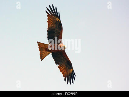 Black kite, Milvus migrans, in mid air Stock Photo