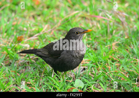 Blackbird foraging on grass Stock Photo