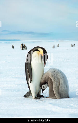 Emperor Penguin (Aptenodytes forsteri) and chick, Weddell sea, Antarctica Stock Photo