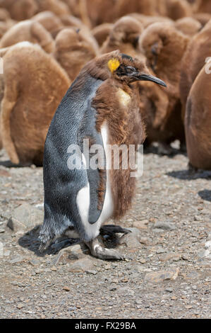 Molting King penguin (Aptenodytes patagonicus) in front of a rookery, Fortuna Bay, South Georgia Island Stock Photo