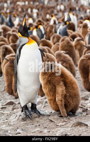 King penguin feeding a chick (Aptenodytes patagonicus), St. Andrews Bay, South Georgia Island Stock Photo