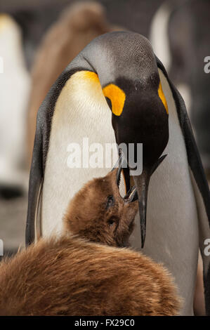 King penguin feeding a chick (Aptenodytes patagonicus), St. Andrews Bay, South Georgia Island Stock Photo