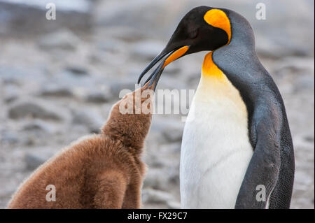 King penguin feeding a chick (Aptenodytes patagonicus), St. Andrews Bay, South Georgia Island Stock Photo