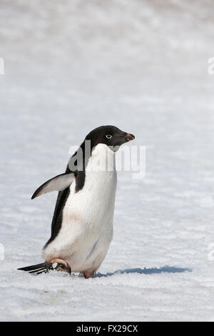 Adelie Penguin (Pygoscelis adeliae), Paulet Island, Erebus and Terror Gulf, Antarctic peninsula Stock Photo