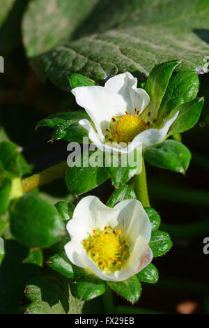 Close up of strawberry plants Stock Photo - Alamy