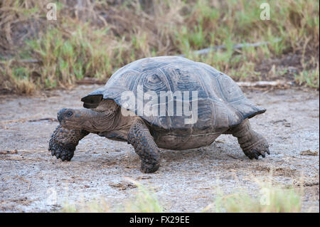 Galapagos Giant Tortoise (Geochelone elephantophus vandenburgi), Bahia Urvina, Isabela Island, Galapagos, Ecuador Stock Photo