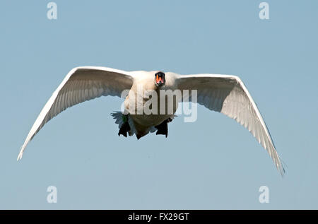 Mute Swan in flight Stock Photo