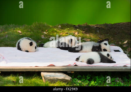 Baby Pandas (Ailuropoda melanoleuca) in the Chengdu Giant Panda Breeding Center, China Conservation and Research Centre Stock Photo