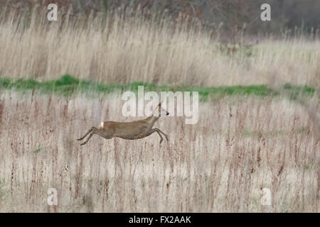 European roe deer hind (Capreolus capreolus) bounding across a meadow.